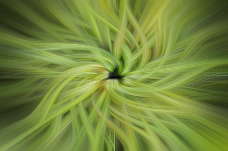 Garden Twirl by Lori Hutchison art print