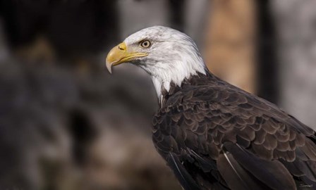 Bald Eagle 1 by Gordon Semmens art print