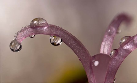 Water Drops 5 by Gordon Semmens art print