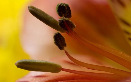 6 Ultra Macro by Gordon Semmens art print