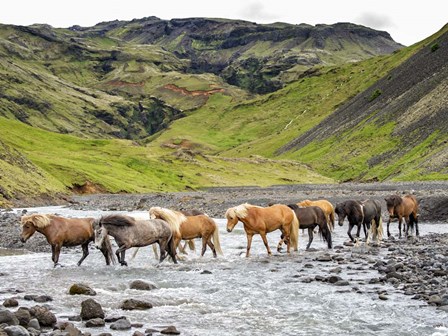 Collection of Horses II by PHBurchett art print