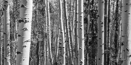 Aspen Grove by Elizabeth Urquhart art print