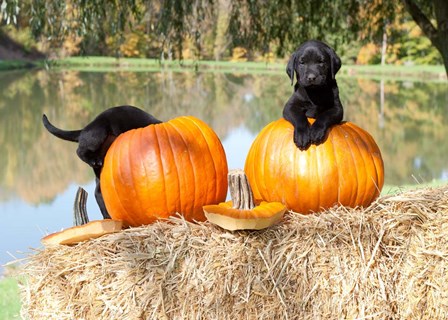 Lab Pups by Dick Petrie art print