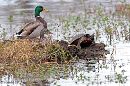 Mallards Freaking Squater by Dick Petrie art print