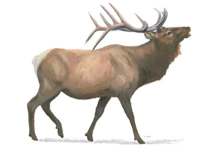 Northern Wild III by James Wiens art print