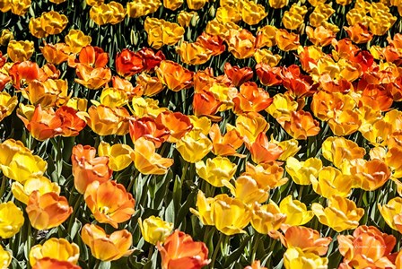 Tulip Wave by Jessica Manelis art print