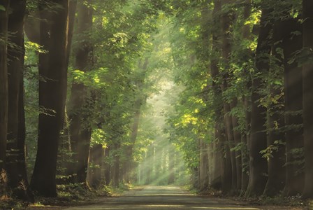 Bright Lights by Martin Podt art print