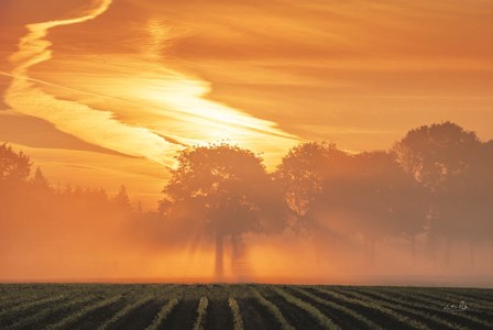 Morning Glory by Martin Podt art print