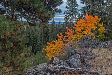 Aspen Blaze by Larry McFerrin art print