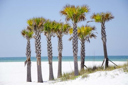 Coastal Palms II by Laura Denardo art print