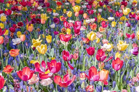 Kuekenhof Tulips II by Richard Silver art print