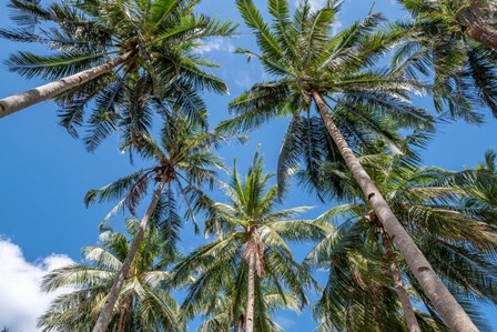 Palawan Palm Trees II by Richard Silver art print