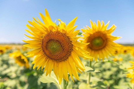 Sunflowers II by Richard Silver art print