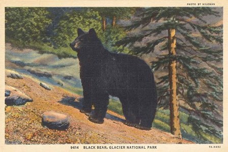 Black Bear I Crop by Wild Apple Portfolio art print