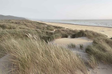 Oregon Dunes by Alan Majchrowicz art print