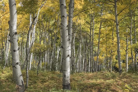 Aspen Grove II by Danny Head art print