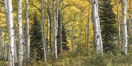 Aspen Panorama by Danny Head art print