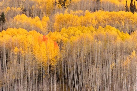 Beckwith Aspens by J.C. Leacock art print