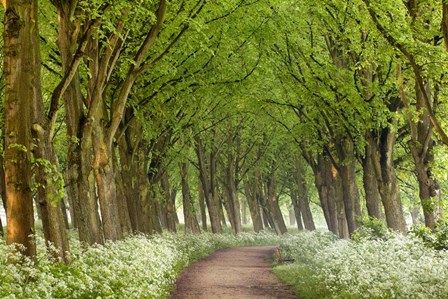 Cow Parsley Curve by Lars Van De Goor art print