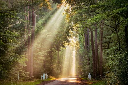 This Beam is Booming by Lars Van De Goor art print