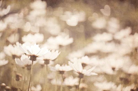 Daisies I Neutral by Elizabeth Urquhart art print