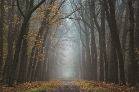 Moody Autumn by Martin Podt art print