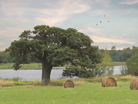 Summer Hay Harvest by Lori Deiter art print