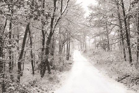 Snowy Lane by Lori Deiter art print