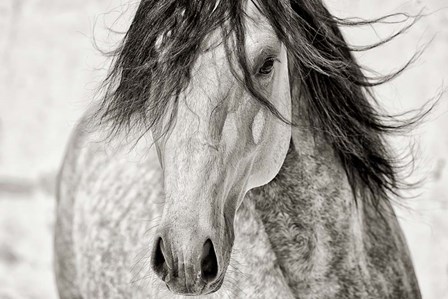 My Beautiful Mane by Lisa Dearing art print