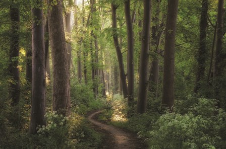 Spring Chaos by Martin Podt art print