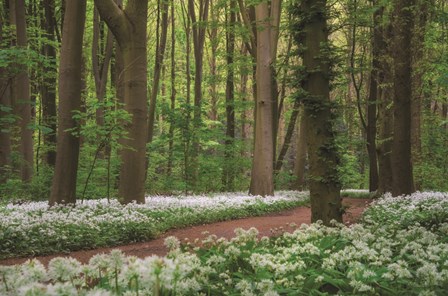 White Carpet by Martin Podt art print