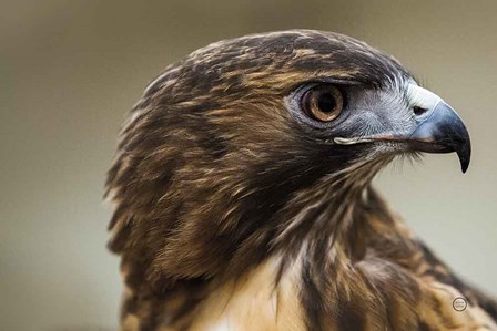 Red Tailed Hawk Profile by Nathan Larson art print