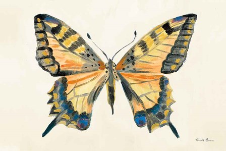 Butterfly Study II by Farida Zaman art print