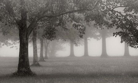 Trees In Early Autumn by Nicholas Bell art print