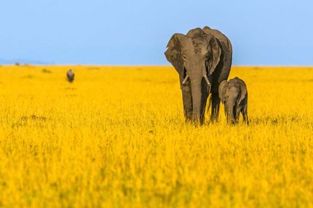 Vibrant Africa by Shelley Lake art print