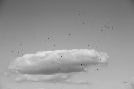 Flock in Flight by Aledanda art print