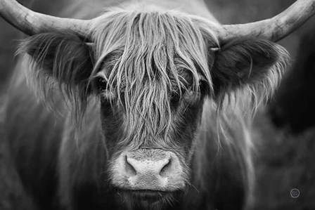 Cow Nose BW by Nathan Larson art print