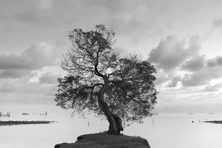 Coastal Oak Series No. 36 by Alan Blaustein art print