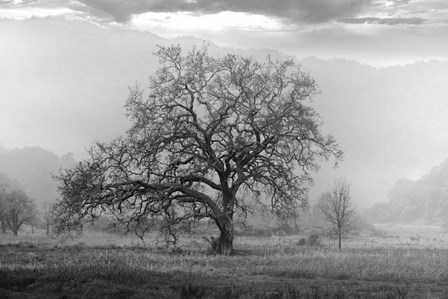 Coastal Oak Series No. 41 by Alan Blaustein art print