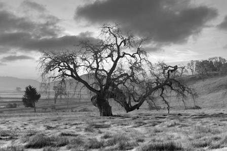 Coastal Oak Series No. 46 by Alan Blaustein art print