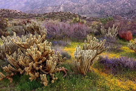 Desert Cactus and Wildflowers by John Gavrilis art print