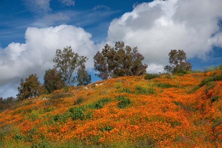 Poppies, Trees &amp; Clouds by John Gavrilis art print