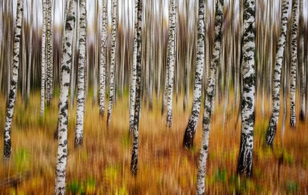 3D Birches by Par Soderman art print