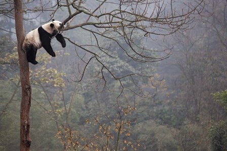 Lazy Panda by Alessandro Catta art print