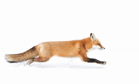 Red Fox on the Run - Algonquin Park by Jim Cumming art print