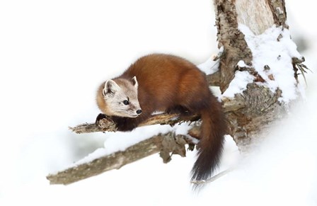 Pine Marten - Algonquin Park by Jim Cumming art print