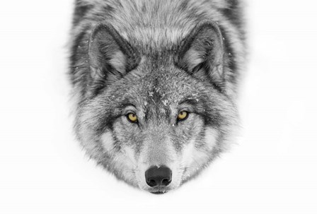 Yellow Eyes - Timber Wolf by Jim Cumming art print