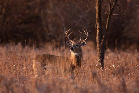 Basking in the Light - White-tailed Buck by Jim Cumming art print