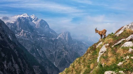 Alpine Ibex in the Mountains by Ales Krivec art print