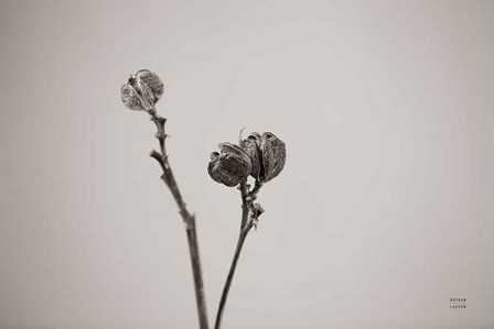 Daylily Pod Study by Nathan Larson art print